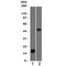 Perilipin-2 antibody, V7215SAF-100UG, NSJ Bioreagents, Western Blot image 