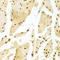 Histone Cluster 2 H2B Family Member E antibody, LS-C331788, Lifespan Biosciences, Immunohistochemistry paraffin image 