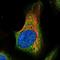 Protein CASC3 antibody, NBP1-88515, Novus Biologicals, Immunofluorescence image 