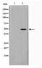 MOK Protein Kinase antibody, TA347785, Origene, Western Blot image 