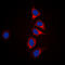 Dual Specificity Phosphatase 6 antibody, LS-C358471, Lifespan Biosciences, Immunofluorescence image 