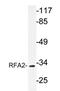 RPA34 antibody, AP20269PU-N, Origene, Western Blot image 