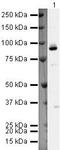Ribosomal Protein S6 Kinase A4 antibody, PA5-19718, Invitrogen Antibodies, Western Blot image 
