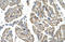 Solute carrier family 25 member 38 antibody, orb330355, Biorbyt, Immunohistochemistry paraffin image 