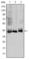 Mitogen-Activated Protein Kinase Kinase 4 antibody, abx015916, Abbexa, Western Blot image 