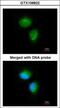 Metabolism Of Cobalamin Associated C antibody, GTX106822, GeneTex, Immunofluorescence image 