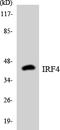 Interferon Regulatory Factor 4 antibody, EKC1819, Boster Biological Technology, Western Blot image 