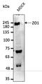 Tight Junction Protein 1 antibody, AB0054-200, Origene, Western Blot image 