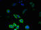Phosphatidylinositol N-acetylglucosaminyltransferase subunit C antibody, LS-C379111, Lifespan Biosciences, Immunofluorescence image 