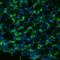 Aquaporin 1 (Colton Blood Group) antibody, SPC-502D-RPE, StressMarq, Immunohistochemistry frozen image 