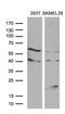 Melan-A antibody, LS-C799851, Lifespan Biosciences, Western Blot image 