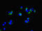 Component Of Oligomeric Golgi Complex 4 antibody, orb40967, Biorbyt, Immunofluorescence image 