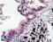 DnaJ Heat Shock Protein Family (Hsp40) Member C3 antibody, LS-C109457, Lifespan Biosciences, Immunohistochemistry paraffin image 