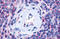 Purinergic Receptor P2Y13 antibody, MBS244859, MyBioSource, Immunohistochemistry frozen image 