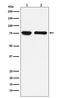CD127 antibody, M02222, Boster Biological Technology, Western Blot image 