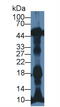 Natriuretic Peptide A antibody, abx131394, Abbexa, Western Blot image 
