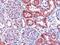 Dicarbonyl And L-Xylulose Reductase antibody, PA1-31039, Invitrogen Antibodies, Immunohistochemistry frozen image 