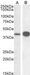 Death Associated Protein 3 antibody, 45-046, ProSci, Enzyme Linked Immunosorbent Assay image 