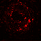Uroplakin-1b antibody, 6499, ProSci, Immunofluorescence image 
