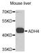 ADH4 antibody, LS-C348962, Lifespan Biosciences, Western Blot image 