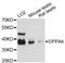 Developmental pluripotency-associated protein 4 antibody, A13724, ABclonal Technology, Western Blot image 
