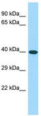 CWC25 Spliceosome Associated Protein Homolog antibody, TA333768, Origene, Western Blot image 