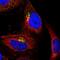 Conserved oligomeric Golgi complex subunit 5 antibody, PA5-65305, Invitrogen Antibodies, Immunofluorescence image 