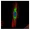 Adseverin antibody, NBP1-31721, Novus Biologicals, Immunofluorescence image 