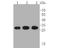 Proteasome 20S alpha 3 antibody, NBP2-80474, Novus Biologicals, Western Blot image 