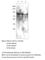 Phosphodiesterase 12 antibody, PD12-101AP, FabGennix, Western Blot image 