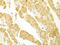 Phospholipase C Beta 1 antibody, GTX54594, GeneTex, Immunohistochemistry paraffin image 