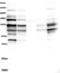 SDE2 Telomere Maintenance Homolog antibody, NBP1-83502, Novus Biologicals, Western Blot image 