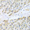C-C Motif Chemokine Ligand 3 antibody, LS-C349251, Lifespan Biosciences, Immunohistochemistry paraffin image 