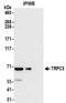Transient Receptor Potential Cation Channel Subfamily C Member 3 antibody, NBP2-32258, Novus Biologicals, Immunoprecipitation image 