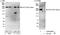 Acetyl-CoA Carboxylase Alpha antibody, A300-987A, Bethyl Labs, Immunoprecipitation image 