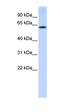 Tripartite Motif Containing 55 antibody, orb325077, Biorbyt, Western Blot image 
