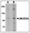 Lysine Demethylase 4A antibody, AP23899PU-N, Origene, Western Blot image 