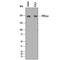 Phosphoinositide Kinase, FYVE-Type Zinc Finger Containing antibody, AF7885, R&D Systems, Western Blot image 