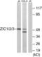 Zinc finger protein ZIC 1 antibody, LS-C118695, Lifespan Biosciences, Western Blot image 