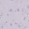 SHC Binding And Spindle Associated 1 Like antibody, PA5-57529, Invitrogen Antibodies, Immunohistochemistry frozen image 