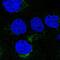 Vesicle Transport Through Interaction With T-SNAREs 1A antibody, HPA054108, Atlas Antibodies, Immunofluorescence image 