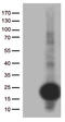 SCP2 Sterol Binding Domain Containing 1 antibody, LS-C793146, Lifespan Biosciences, Western Blot image 