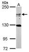 Ubiquitin carboxyl-terminal hydrolase 47 antibody, GTX116278, GeneTex, Western Blot image 