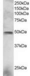 ELF3 antibody, TA302473, Origene, Western Blot image 
