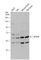 Beclin 1-associated autophagy-related key regulator antibody, NBP2-43644, Novus Biologicals, Western Blot image 
