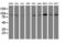 Dipeptidyl Peptidase 9 antibody, LS-B11152, Lifespan Biosciences, Western Blot image 