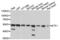 Eukaryotic Translation Termination Factor 1 antibody, LS-C334382, Lifespan Biosciences, Western Blot image 