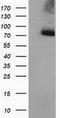 Peptidylprolyl Isomerase Domain And WD Repeat Containing 1 antibody, CF502069, Origene, Western Blot image 