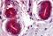 Wnt Family Member 8A antibody, MBS246877, MyBioSource, Immunohistochemistry paraffin image 