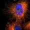 Neuronal Differentiation 1 antibody, NBP1-88661, Novus Biologicals, Immunofluorescence image 